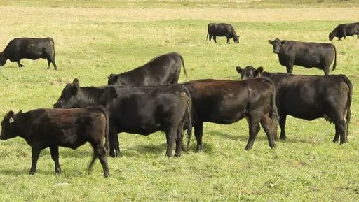 cattle grazing close.jpg