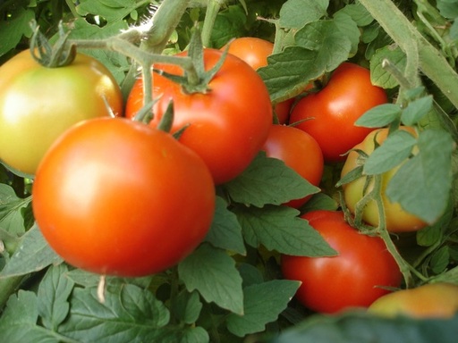 tomatoes.jpg