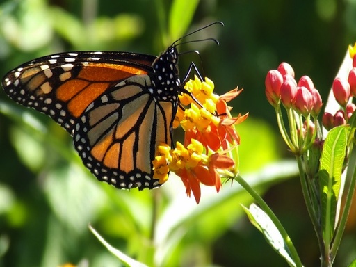 tropical-milkweed-monarch.jpg